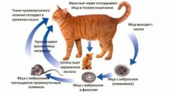 Кутика има голям корем: струва ли си здравето си